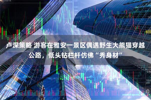 卢深策略 游客在雅安一景区偶遇野生大熊猫穿越公路，低头钻栏杆仿佛“秀身材”